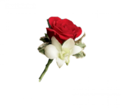 Rose & Orchid Buttonhole - Single red rose buttonhole with white singapore orchid head and ivy leaves Handcrafted by our Birmingham florists, this Rose & Orchid Buttonhole brings considered colour, texture and natural detail to a wedding day. Each piece is arranged to feel natural and polished, with textures selected to complement the chosen wedding atmosphere. Fresh materials are selected according to quality and supply, with thoughtful alternatives used when necessary to maintain the pictured character. Couples can ...