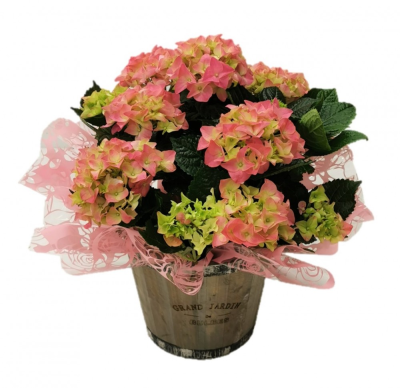 Hydrangea plant in barrel bucket - A beautiful gift for mothers day. This large (32cm /13in) tall Hydrangea is gift wrapped and comes in a rustic barrel shaped bucket. Handcrafted by Buttercups & Daisies Florist Birmingham, this Hydrangea plant in barrel bucket is created as a fresh, memorable gift for many thoughtful occasions. The florist balances shape, colour, texture and seasonal detail so the finished gift feels considered from every angle. Seasonal availability can affect individual stems, but the florist will protect ...