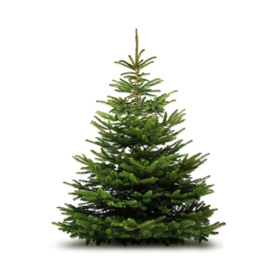 CHRISTMAS TREE High Quality Nordmann Fir - Nordmann Fir Christmas trees have beautifully soft needles and a symmetrical, full shape.